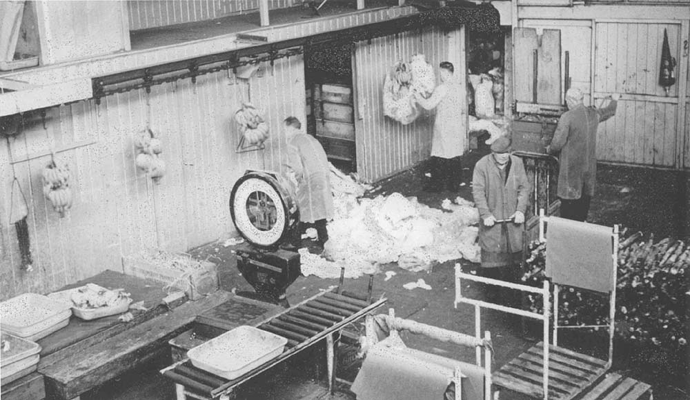 With baling wrappers and stems removed, the last load of the bananas are being hung on the overhead conveyor