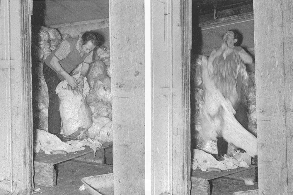 A bag of green bananas is being stripped of its protective wrapping after arriving at the Ripening Rooms below Moor Street
