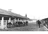 Cattle landing in Banbury St looking towards the GJ station with the MR down home signal just above the shed