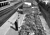 Foleshill Road's stationmaster inspects the flowerbed created by his staff on 22nd October 1960